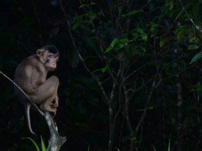 Pig tailed macaque (5)